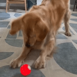 Interactive Bouncing Ball Toy