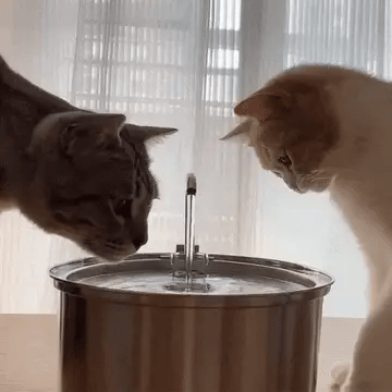 Health & Happiness Cat Fountain